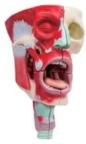 鼻、口、咽喉腔分解模型